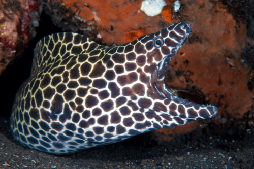 מורנת טסלטה-Tessalata Eel