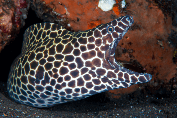 מורנת טסלטה-Tessalata Eel