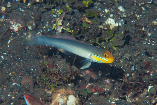 גובי הופך חול -Golden Head Sleeper Goby