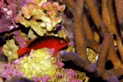 פליים הוקפיש Flame Hawkfish