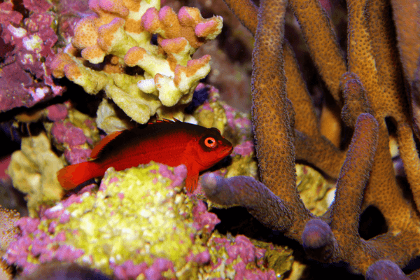 פליים הוקפיש Flame Hawkfish