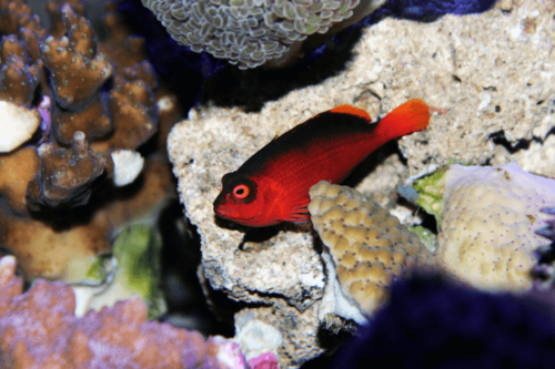 פליים הוקפיש Flame Hawkfish
