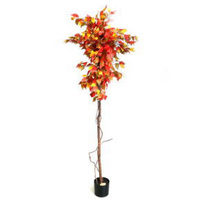 פיקוס כתום