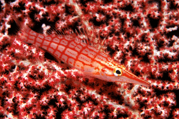 הוקפיש אף ארוך Longnose Hawkfish