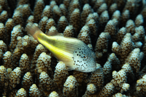 הוקפיש מנומש freckled hawkfish
