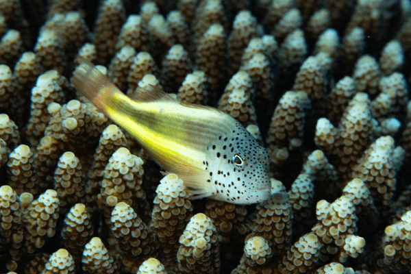 הוקפיש מנומש freckled hawkfish