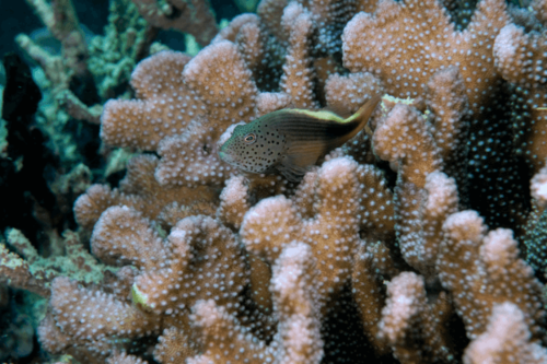 הוקפיש מנומש freckled hawkfish