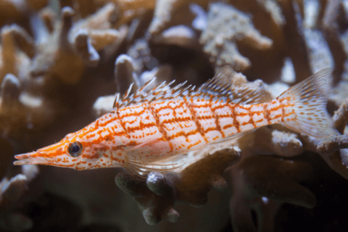 הוקפיש אף ארוך Longnose Hawkfish