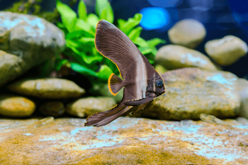 עטלף פינתוס-Pinnatus Batfish