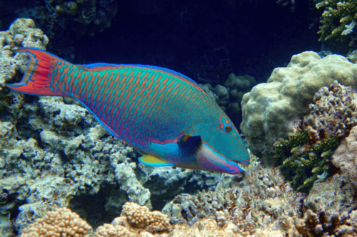 תוכינון ביקולור-Bicolor Parrotfish 
