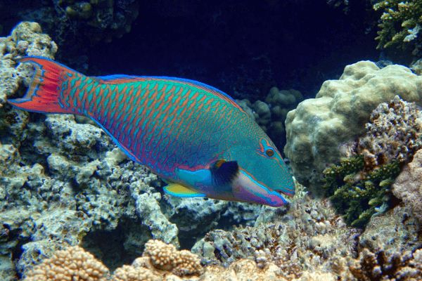 תוכינון ביקולור-Bicolor Parrotfish 