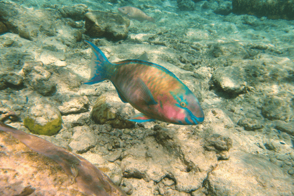 תוכינון קוי-Quoyi Parrotfish