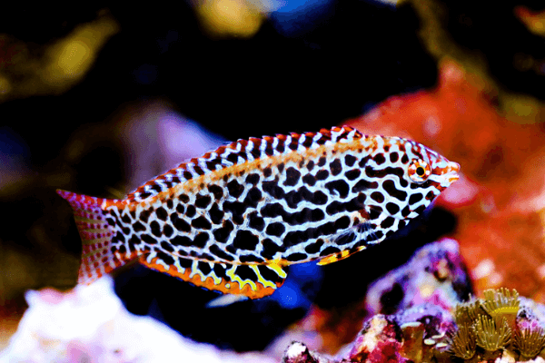 לאופרד ואראס-Ornate Leopard Wrasse