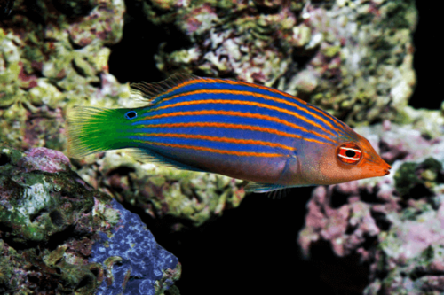 סיקס ליין ואראס Sixline Wrasse