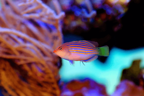 סיקס ליין ואראס Sixline Wrasse