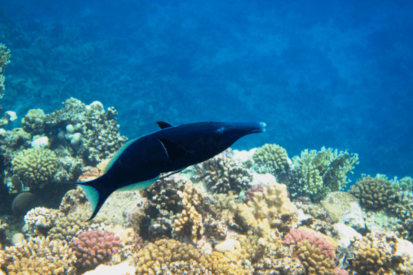 ואראס פה ציפור-Pacific Birdmouth Wrasse