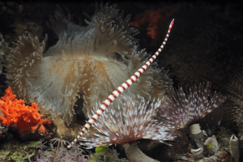 אבובון טבעות Banded Pipefish