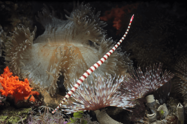 אבובון טבעות Banded Pipefish