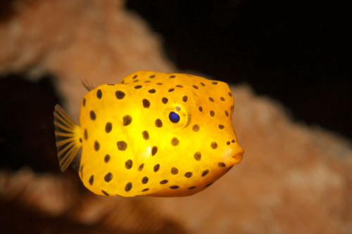 דג קופסא צהוב-yellow boxfish