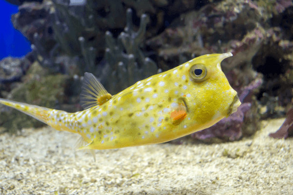 דג פרה-Longhorn Cowfish