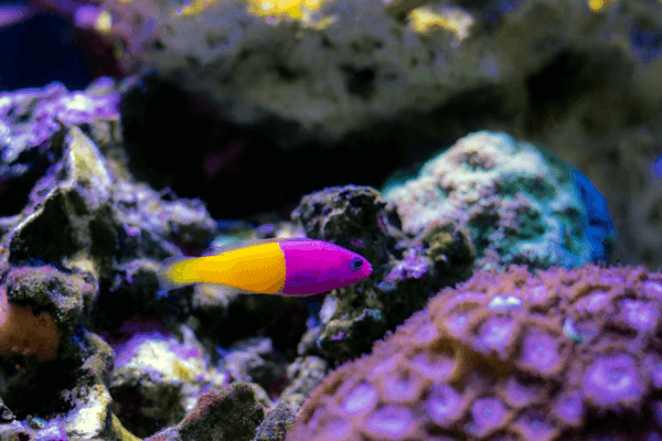 פסאודוכרומיס מלכותי Royal Dottyback