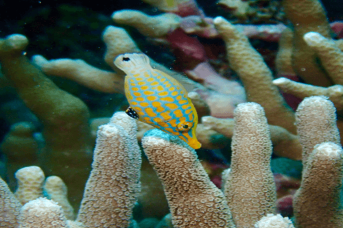 פיילפיש נקודות כתומות Orange spotted filefish