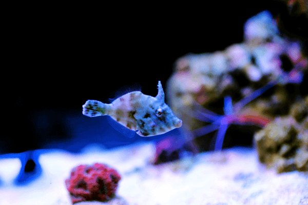 פייל פיש זנב זיפים Bristle-Tail Filefish