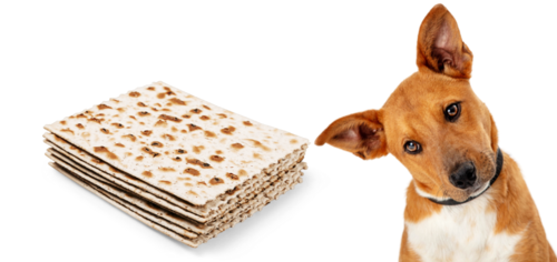 קניידלאך, מצות ומזון כשר לפסח לכלב