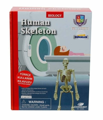 שלד אדם למשחק הרכבה 24 חלקים לילדים שאוהבים אנטומיה 