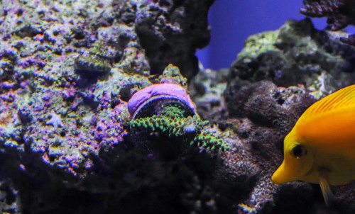 דבק אלמוגים אפוקסי גוון סגול (113 גרם) Aquascape Epoxy Purple