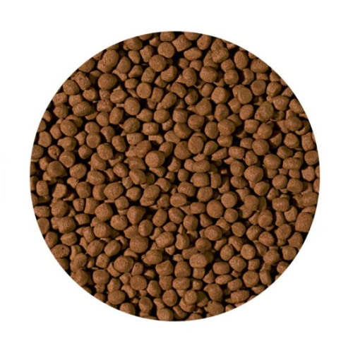מזון ציקליד קרניבור מדיום פלטס 10 ליטר tropical cichlid carnivore medium pellet