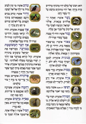 פרק שירה (XXL)