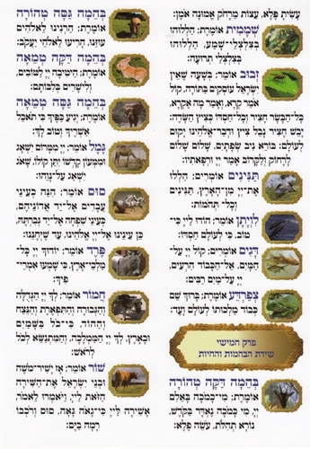 פרק שירה (XXL)