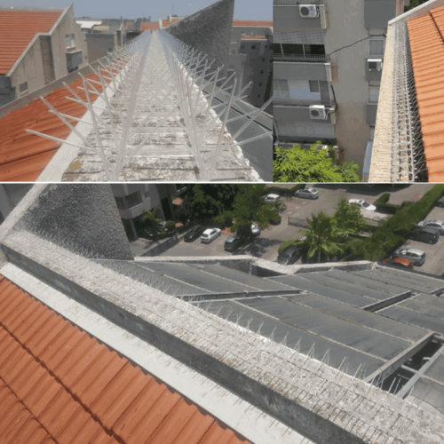 דוקרנים על גגות