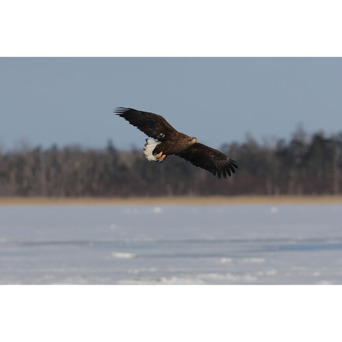 מצלמת מירורלס Canon EOS R7